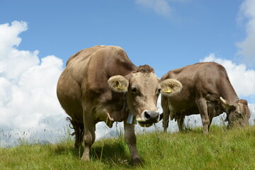Schweizer Braunvieh auf der Almweide