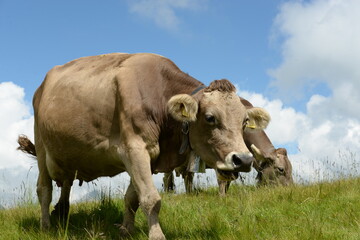 Schweizer Braunvieh auf der Almweide