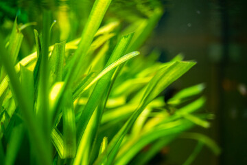 Fototapeta na wymiar detail of a Vallisneria gigantea freshwater aquatic plant in a fish tank with blurred background