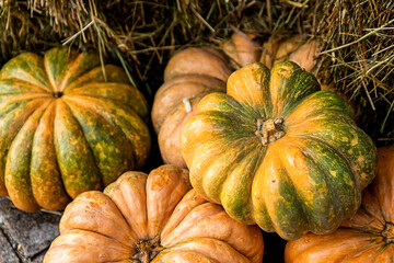 set of bright pumpkins orange and green, background mini ribbed vegetables