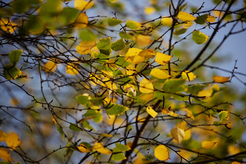 Colorful leaves in autumn, october