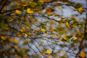Colorful leaves in autumn, october