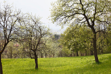 Fototapeta premium Fruits blossom in spring, april