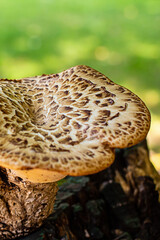 autumn brown mushroom closeup grows on an old stump on a blurred green background