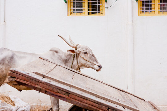Cow beside cart