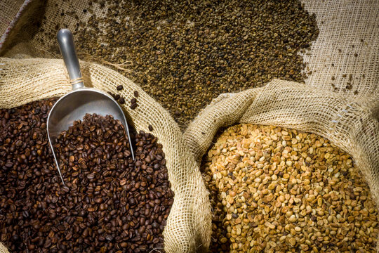 Coffee beans at different stages (green, pergamino and toasted), Trujillo, Venezuela