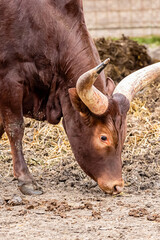 brown cow graze with big white watussi horns closeup