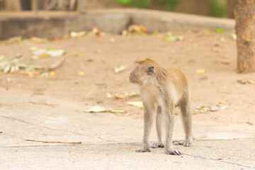 Brown crab-eating monkey stands on a sandy road, rest in Asia design with copy space