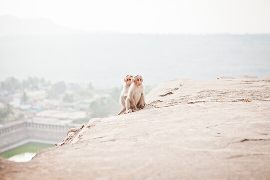 Baby Monkeys