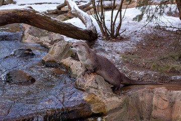 wild otter in winter in the park by the flowing river. otters in the flowing cold water of a wild river