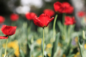 Tulips in the garden. Tulips in the spring.