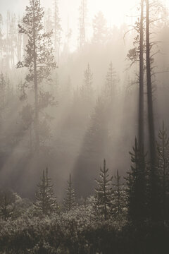 the sunrays filtering in the forest
