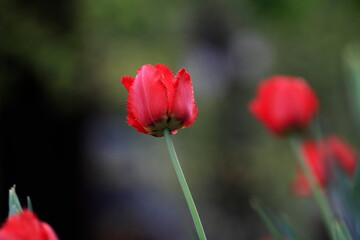 Tulips in the garden. Tulips in the spring.