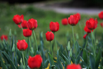 Tulips in the garden. Tulips in the spring.