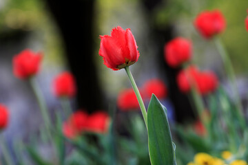 Tulips in the garden. Tulips in the spring.