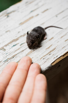 Tiny Mouse Climbing On To Person's Hand