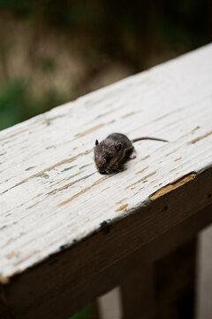 Tiny Mouse On White Wood Railing