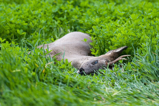 Dead buck