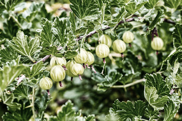 green bush gooseberry berries on a horizontal branch with green leaves