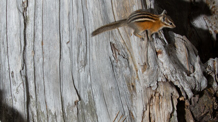 A Yellow Pine Chipmunk balances on the ridge of a weathered old tree stump.