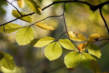 Colorful leaves in autumn, october