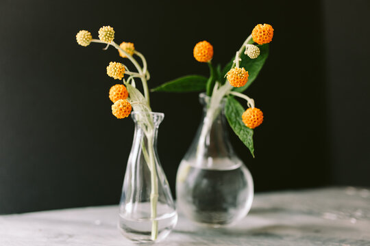 Buddleja Globosa