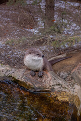 wild otter in winter in the park by the flowing river. otters in the flowing cold water of a wild...