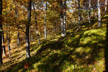The mountain autumn landscape with colorful forest. October in the mountains.