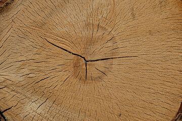 saw cut wood cracked dark natural background brown wooden base