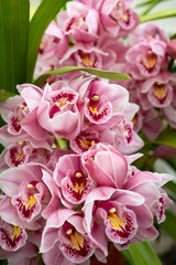 Pink Orchids