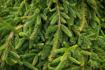 Pine branches closeup