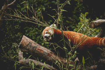 Red panda feeds on a tree. Ailurus fulgens, 
