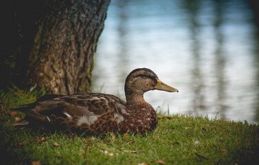duck by the water
