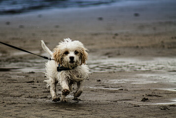 little dog on a leash running along the beach
