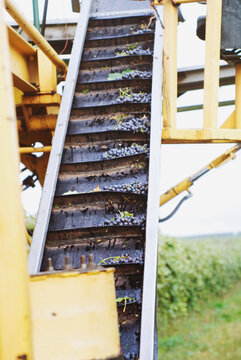 harvested grapes gathered on belt