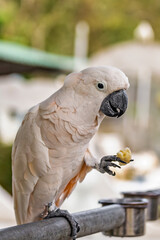 white parrot beautiful, exotic bird side view with a slice of pineapple in its paw is on the perch