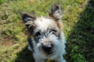 Naklejka premium Small dog looking at the camera