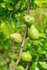 pear branch with hanging growing fruits on a branch close-up, the next harvest of autumn