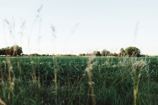 Nebraska bean field