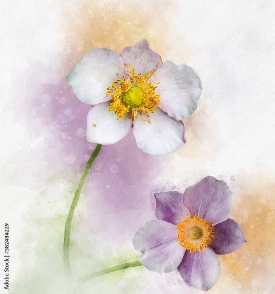 Wall mural watercolor painting of a anemone hupehensis flower, known as the chinese anemone or japanese anemone