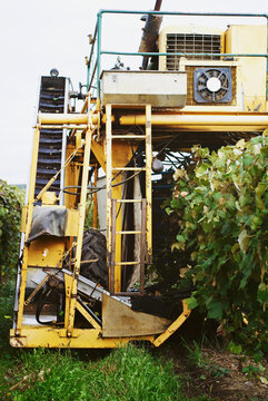 harvester harvesting grapes