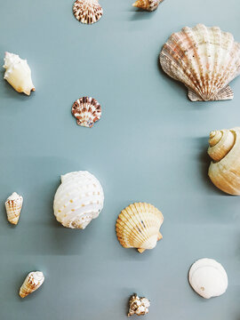 Shells in a classroom