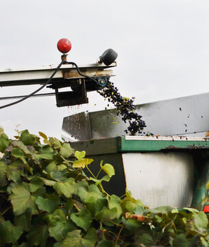 grapes dumping into collecting bin