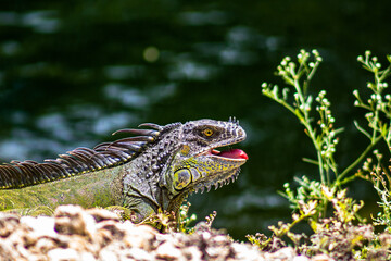 Iguana Basking
