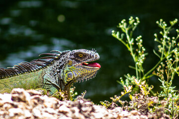 Iguana Basking