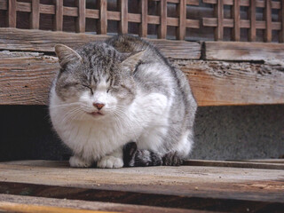 外で眠そうに座っている猫