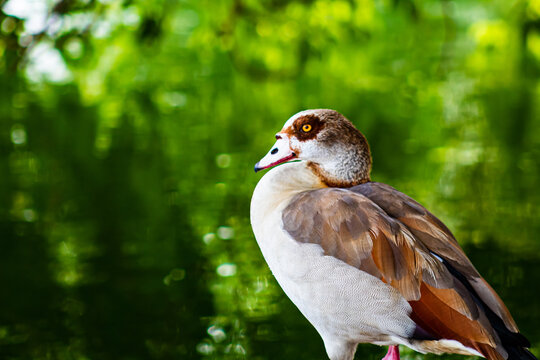 Egyptian goose by the water