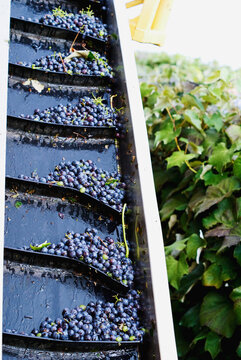 harvested grapes on conveyor belt
