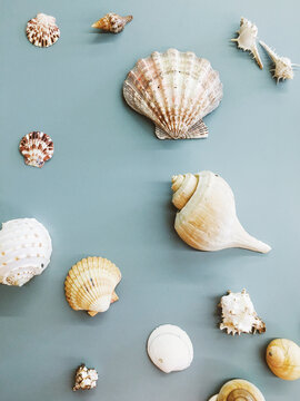 Shells in a classroom