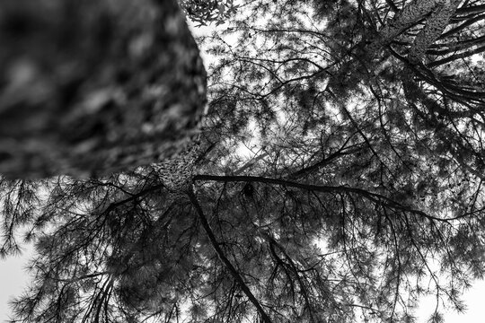 bark background